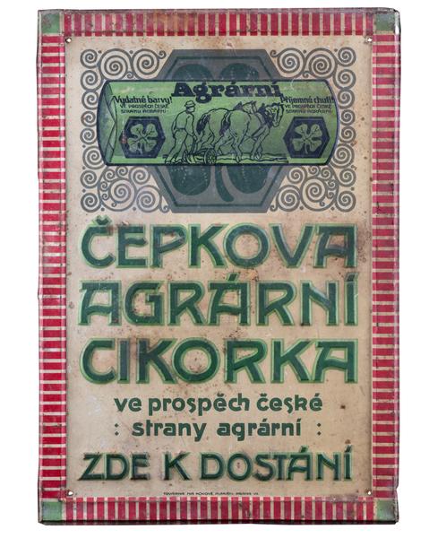 Čepkova cikorka 2